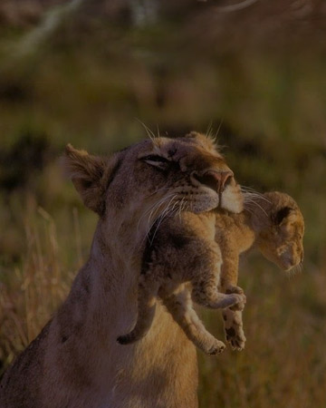 Kenya discovery safari